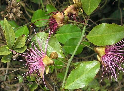 Capparis zeylanica | Ceylon or Indian Caper | 10 Seeds