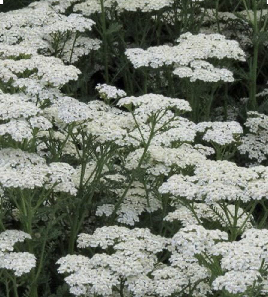 500 Plus White Yarrow Seeds-perennial-Non Gmo