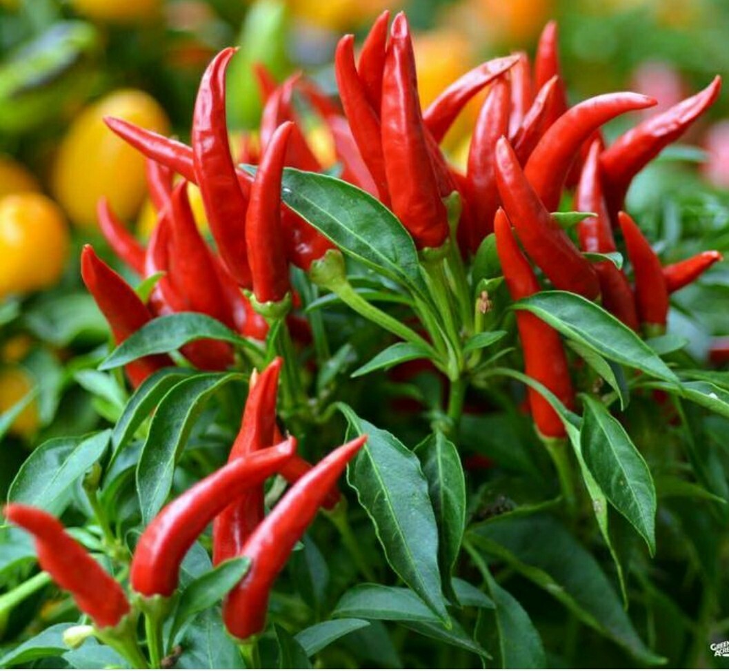 Thai Chili Pepper 20 Seeds – Home Grown in Oregon – Organic