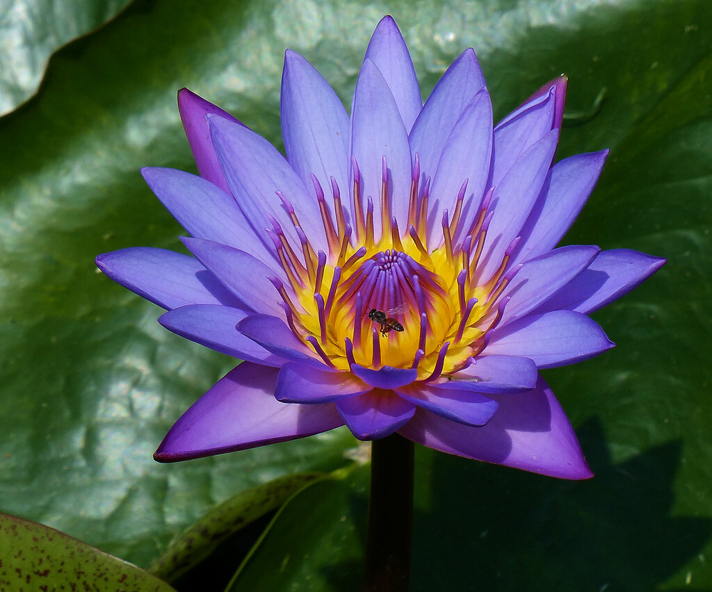 Nymphaea Nouchali 2000 Seeds, Fragrant Blue Water Lily, Aquatic Star Lotus, USA