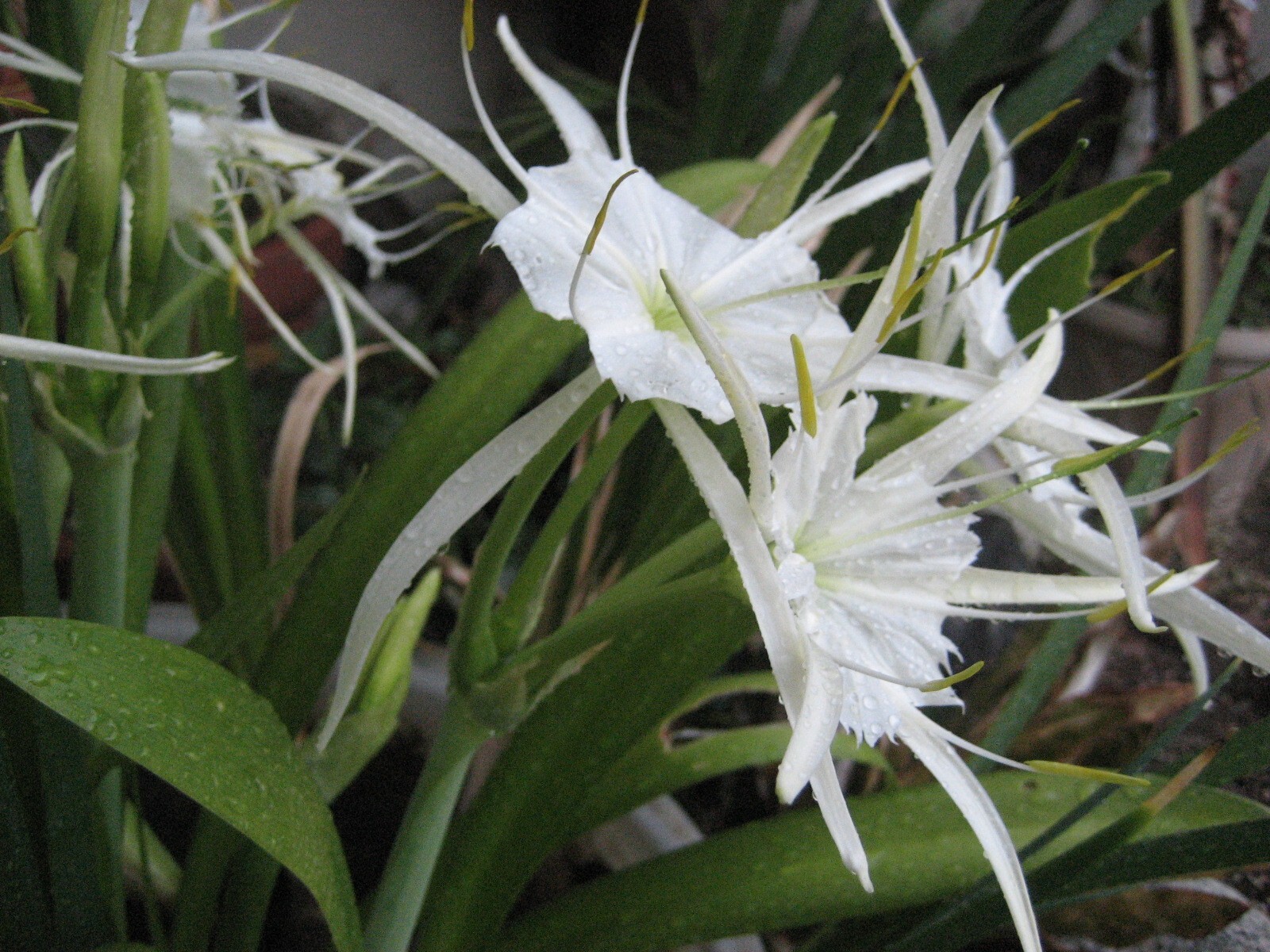 Spider Lily, Peruvian Daffodil Hymenocallis festalis 3 ML bulb