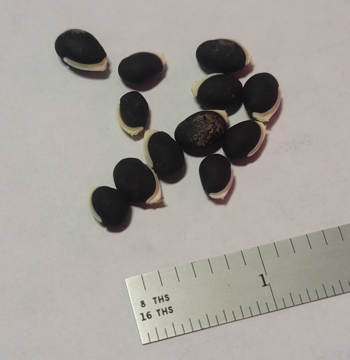 Purple Hyacinth Bean Vine Lablab Purpureus 12 Seeds Fast Grow Flower Plant BOGO
