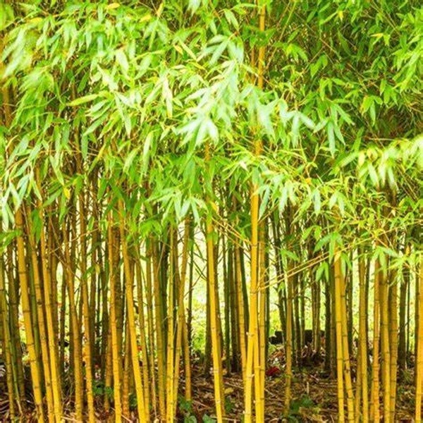 50 Bamboo Seeds Privacy Plant Garden Clumping Shade Screen “Aurea”