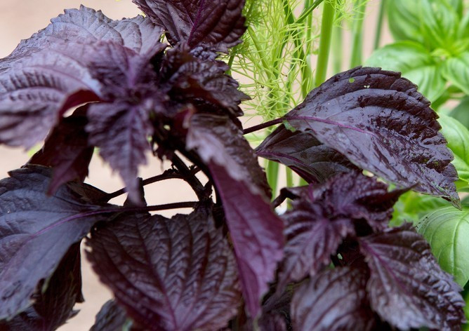 Purple Perilla(300 seeds), Chinese Basil, ZiSu, Shiso