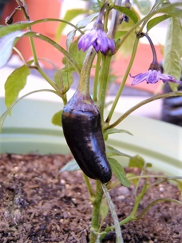 40 Organic PURPLE JALAPENO PEPPER Capsicum Annuum Hot Chili Vegetable Seeds