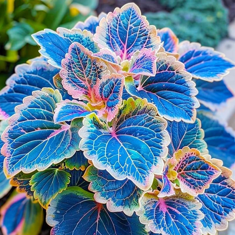Coleus Seeds, 100 Pack, Indoor Outdoor Colorful Foliage Plant, Shade-Loving Gard