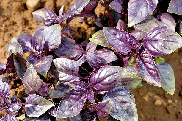 200 DARK OPAL PURPLE BASIL SEEDS | SALE FREE SHIPPING NON GMO