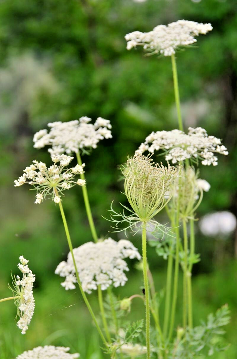 BULK, QUEEN ANNS LACE 10,000 SEEDS, DAUCUS CAROTA, WILD CARROT, HARDY