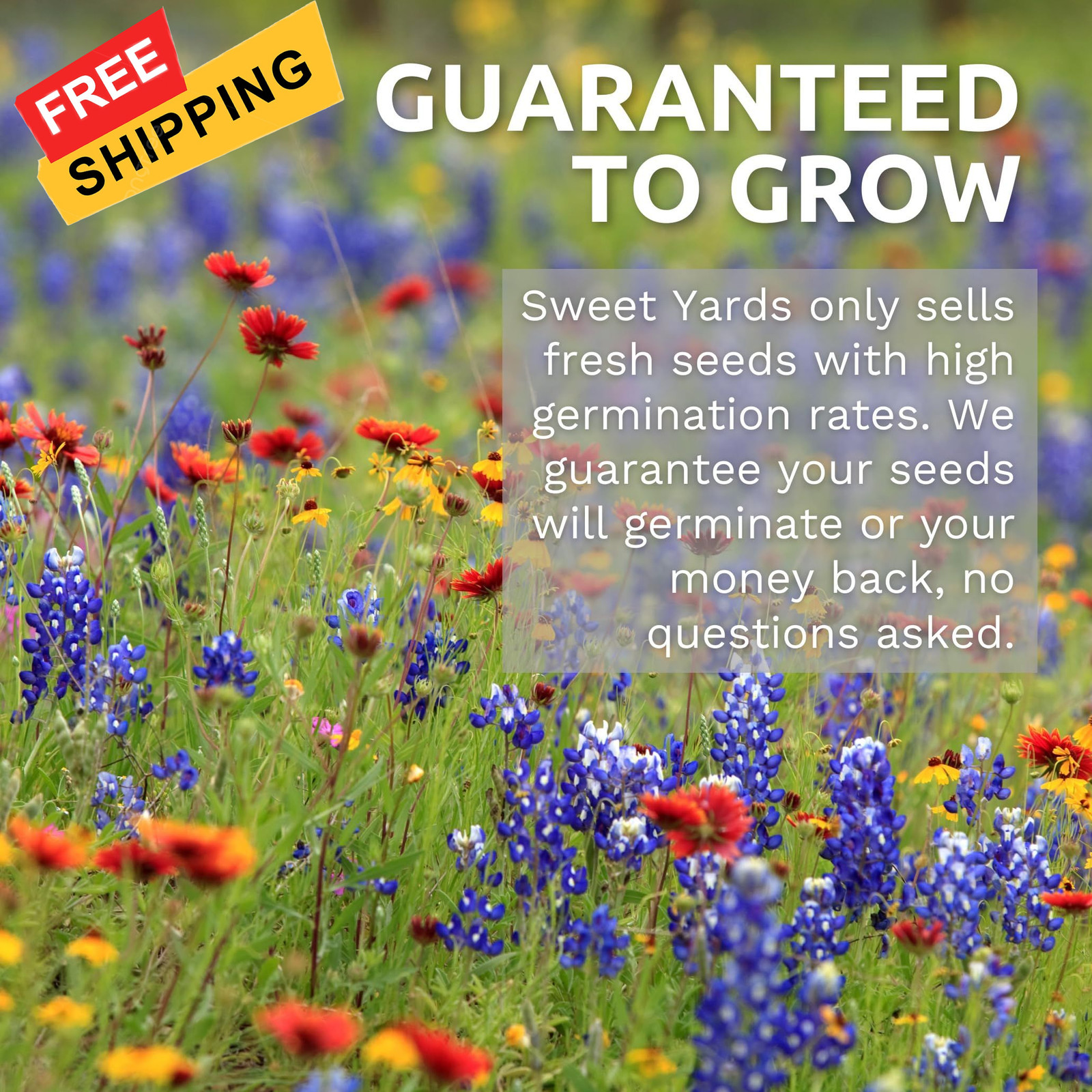 White Dutch Clover – Bulk 1/4 Pound Pouch – Bag (150,000 Seeds)