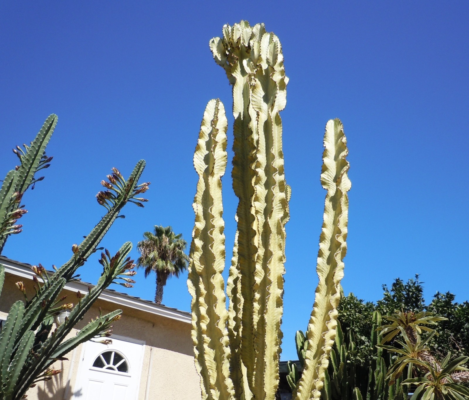 Live Succulent Cuttings – Euphorbia Ammak Desert Cactus (11 inches)