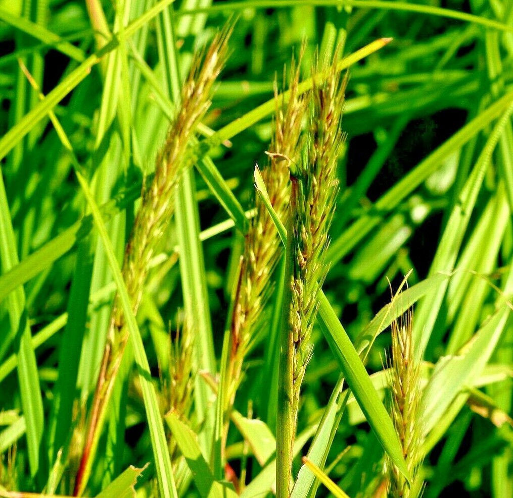 500+VIRGINIA EASTERN WILD RYE Grass Seeds Native Prairie Bunchgrass Spring Fall