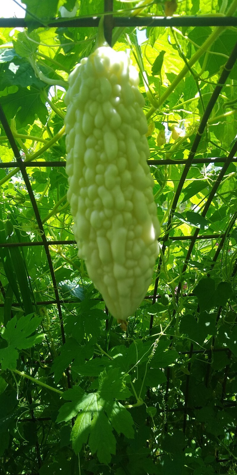 Jyunpaku Okinawan Pure White Bitter Melon ~ 3 to 50 seeds ~ Organic Heirloom~
