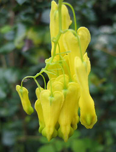 Dicentra scandens Golden Tears Bleeding Heart 10 seeds