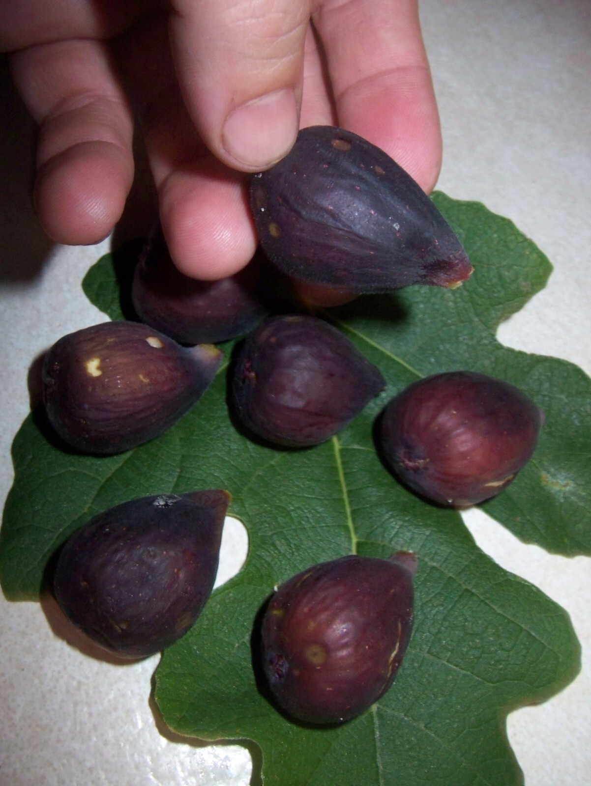 36-48″ tall Violette De Bordeaux Fig Plant – Ficus carica tree, not for CA