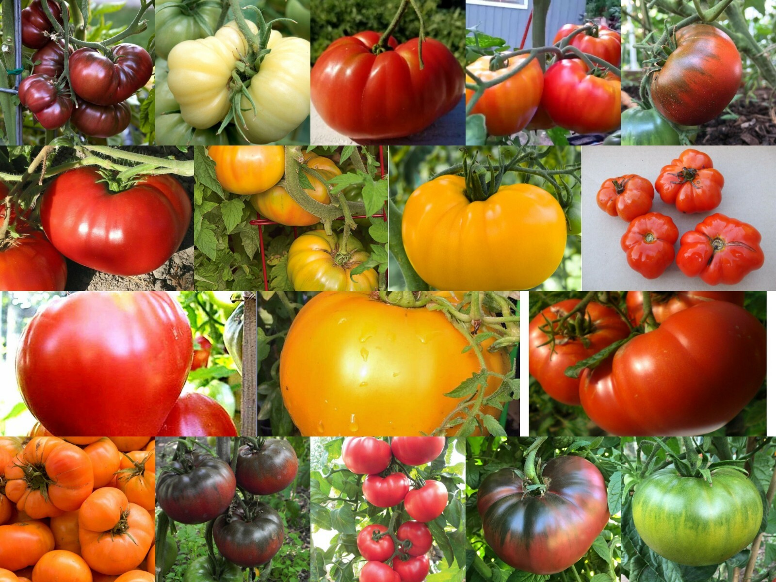 Beefsteak Tomatoes, Oxheart, Brandywine, Cherokee Purple, Black Krim, Many More