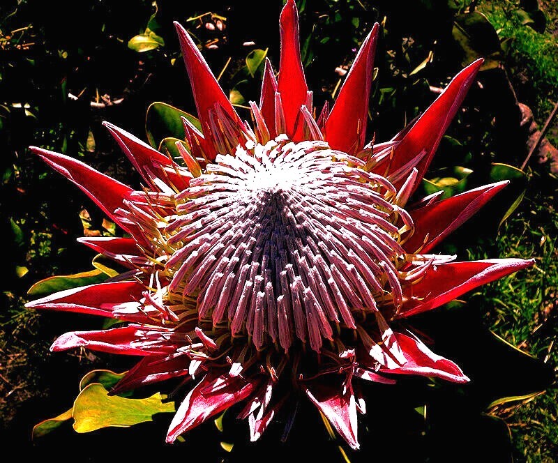 5 KING PROTEA CYNAROIDES SEEDS *GIANT 12″ FLOWERS* Rare Exotic Garden Plant