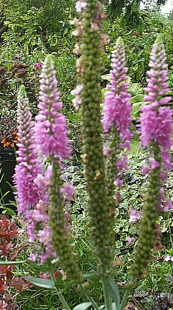 PINK VERONICA LONGIFOLIA, 101 SEEDS, LONG LEAF SPEEDWELL, HARDY *USA seller**