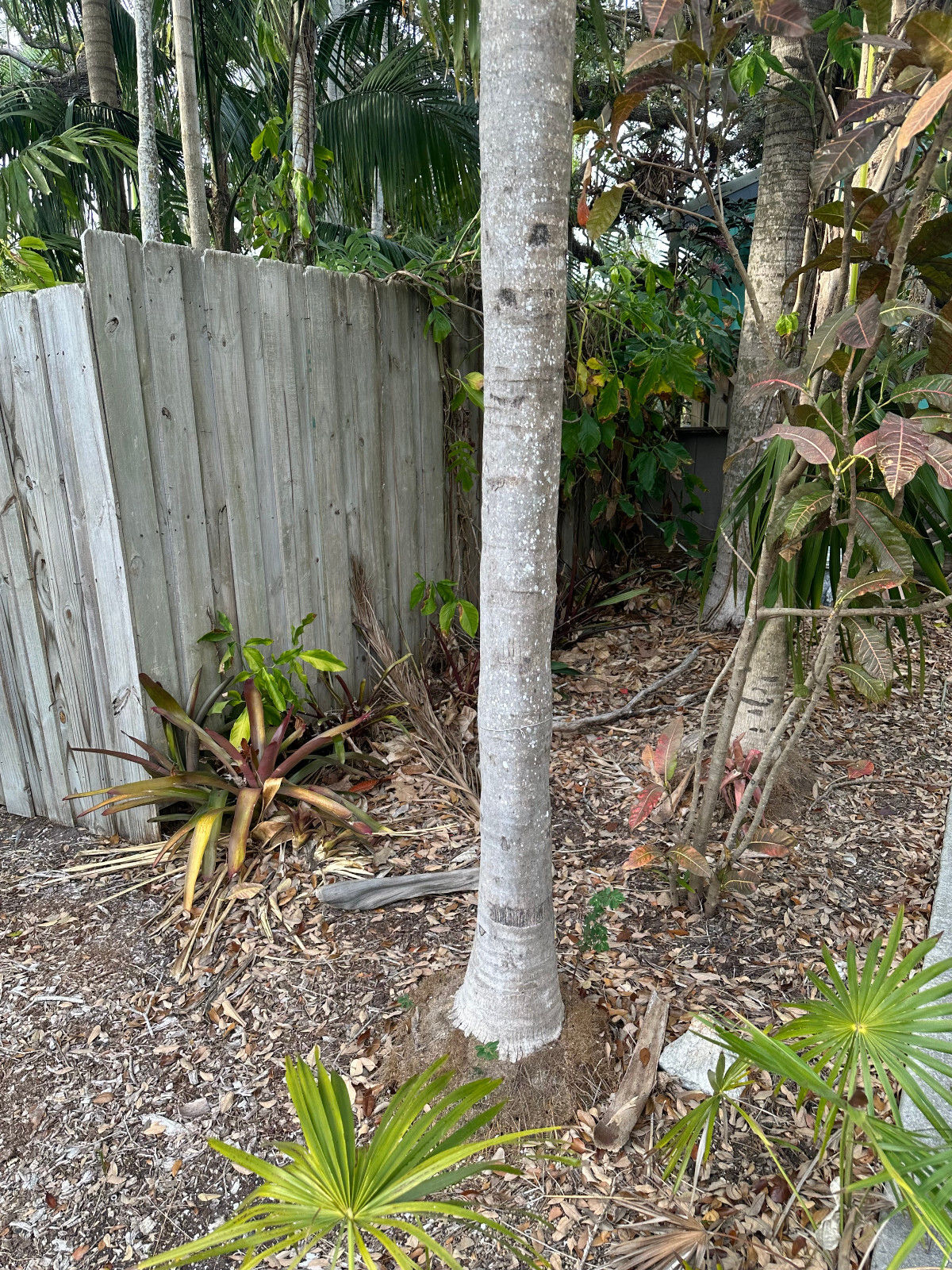 Coccothrinax acuminata Seeds – Cuban Silver Palm!