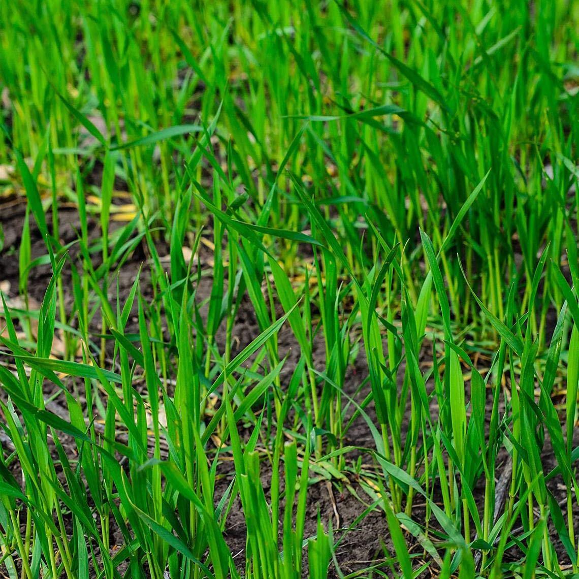Rye Grass Seed – Fast Growing and Hardy Grass, Cover Crop, Food Plot. Grazing Pa