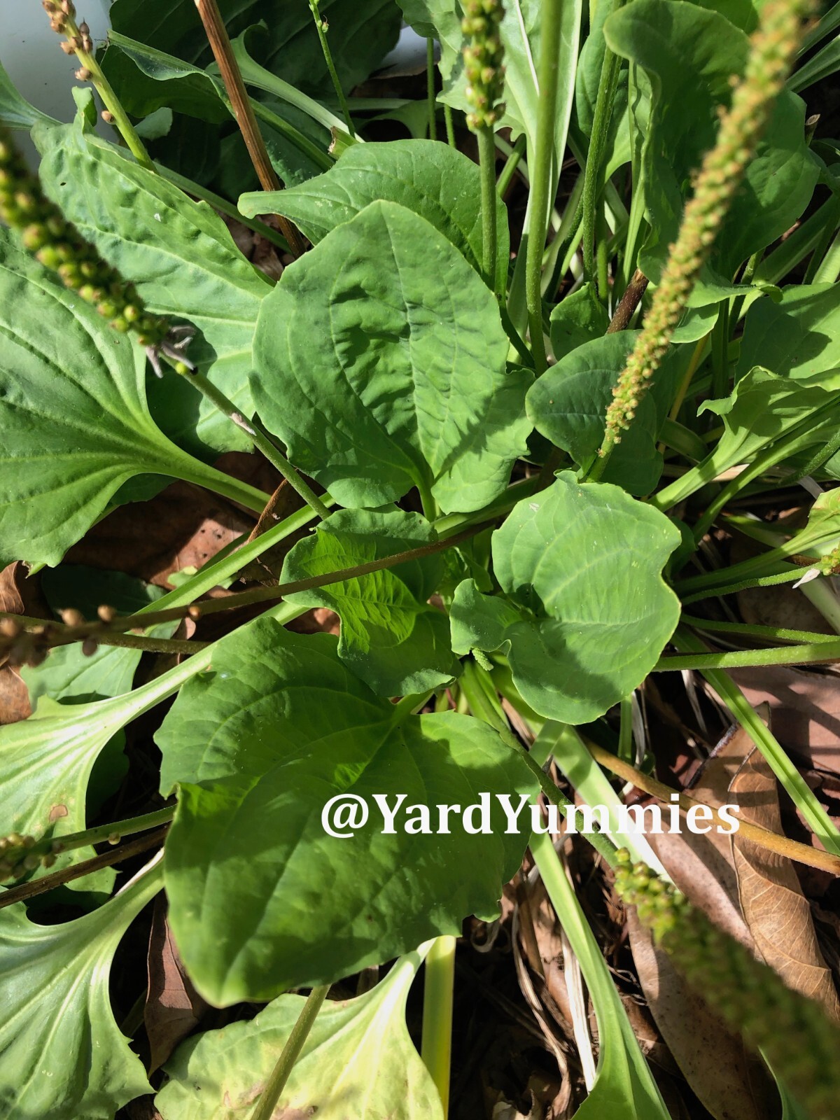 Broadleaf Plantain 200 SEEDS – Plantago Major Common Plantain- Perennial Herb