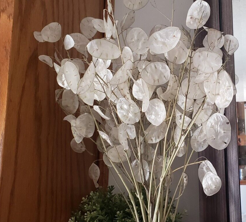 Lunaria / Honesty / Money Plant / Silver Dollar (40 seeds), flower bouquets!