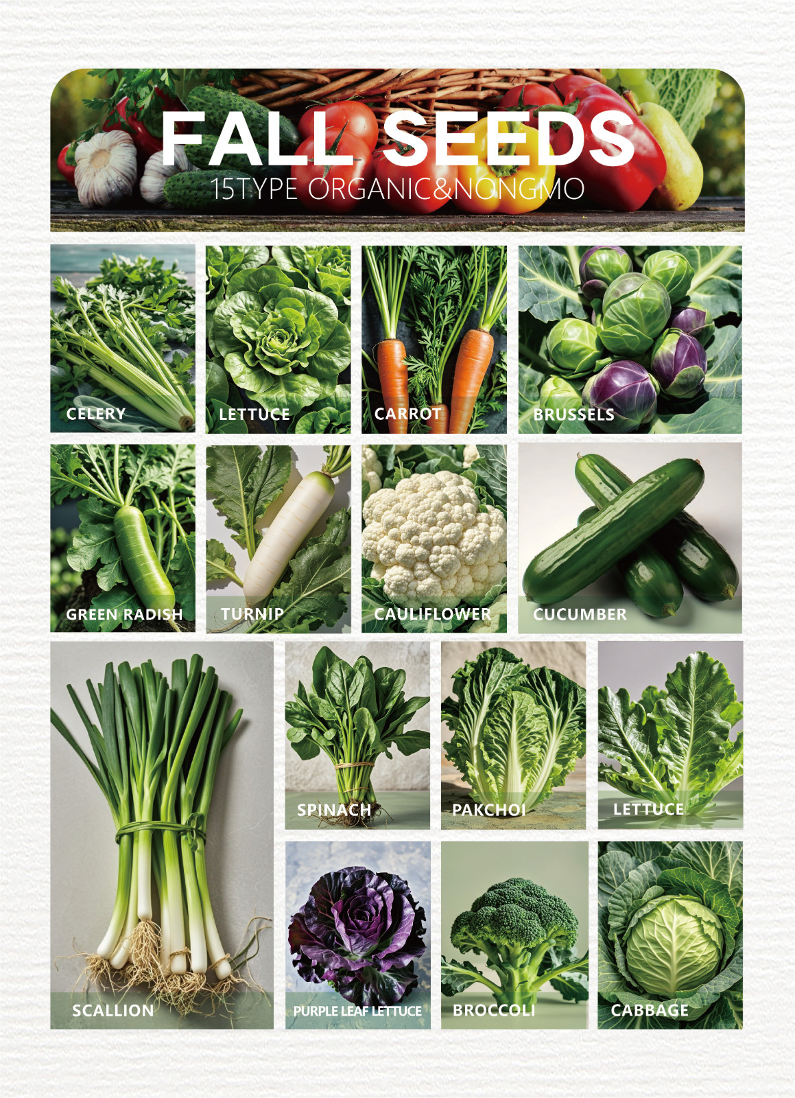 16 Varieties Fall Vegetable Seeds Over 20,000 Seeds