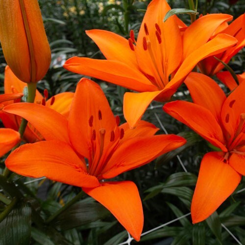 2 – ORANGE ASIATIC LILY Live Flower Bulbs * ATTRACTS BUTTERFLIES