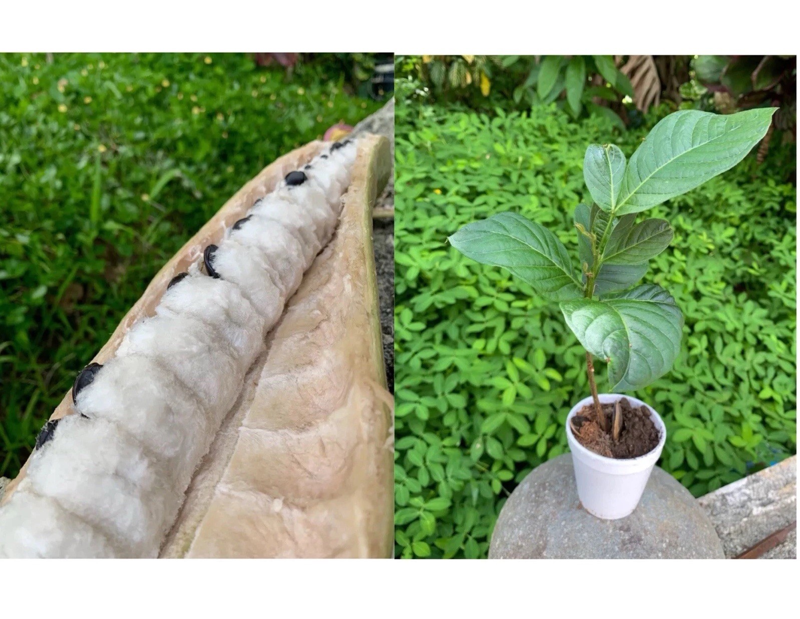 Inga spectabilis Plant 6-8 Inches (Ice Cream Bean) Live Tropical Tree 🌿🍦