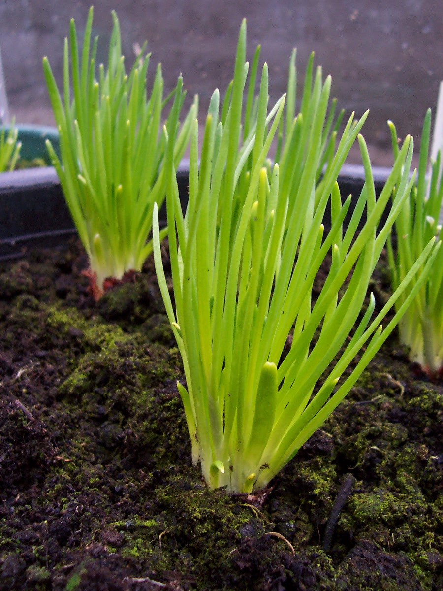 401+CHIVES Seeds Herb Green Onion Spring Fall Vegetable Garden Patio Container