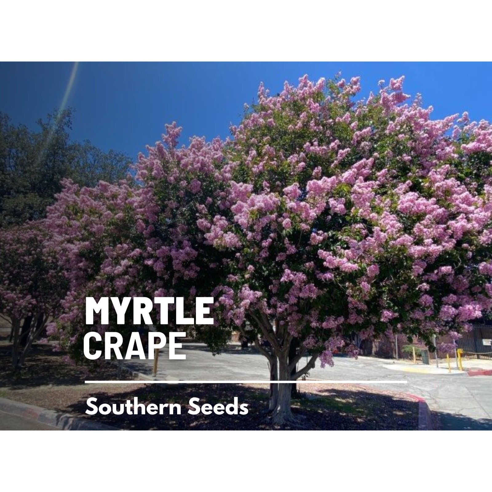 Crape Myrtle – 50 Seeds – Heirloom Tree, Striking and Colorful Blooms, Low Maint