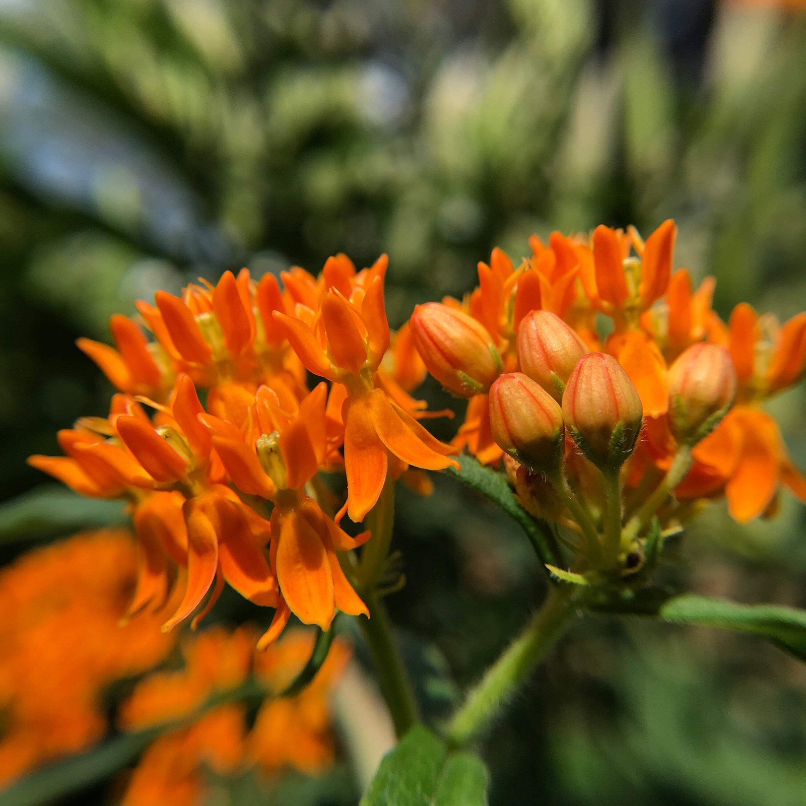 Pollinator Garden Boxed Seed Collection ~Native Wildflower Pollinator Attractors