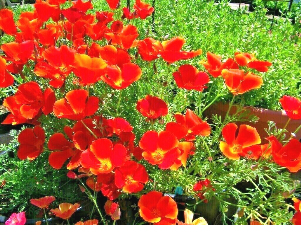 1001+RED CHIEF CALIFORNIA POPPY Flower Seeds Native Wildflower Garden Container