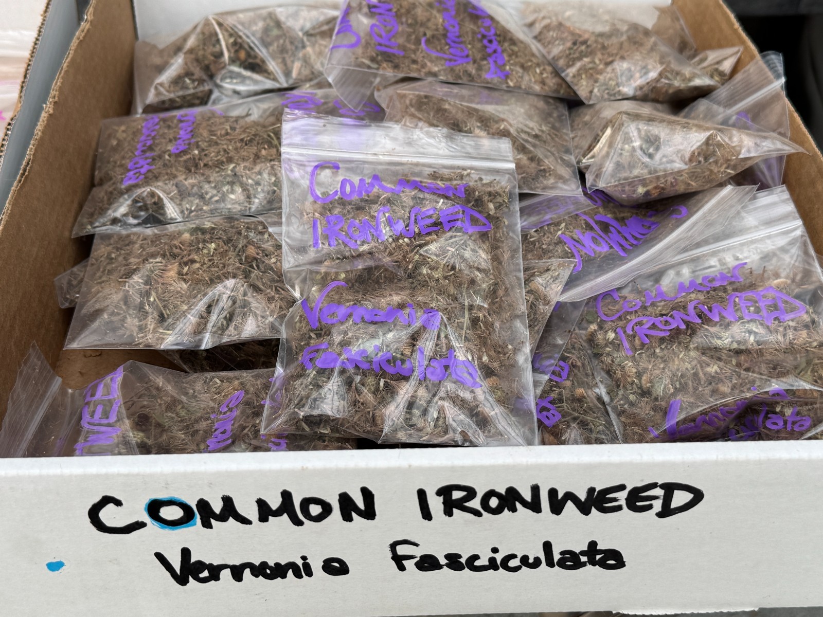 BULK SEEDS!…Vernonia fasciculata…Common Native Ironweed…QTY/bag=