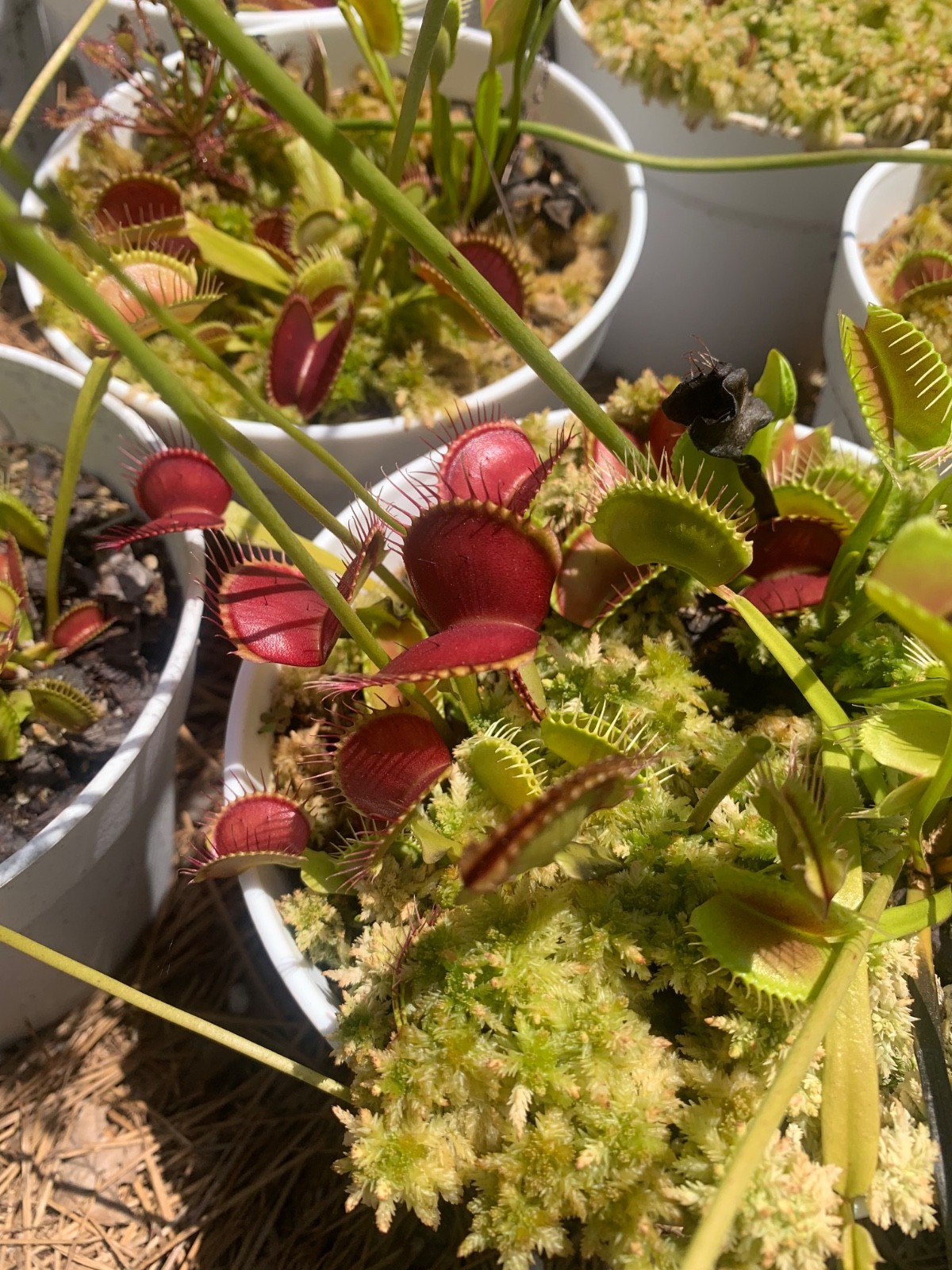 100+ Venus Flytrap seeds + Maxsea plant food