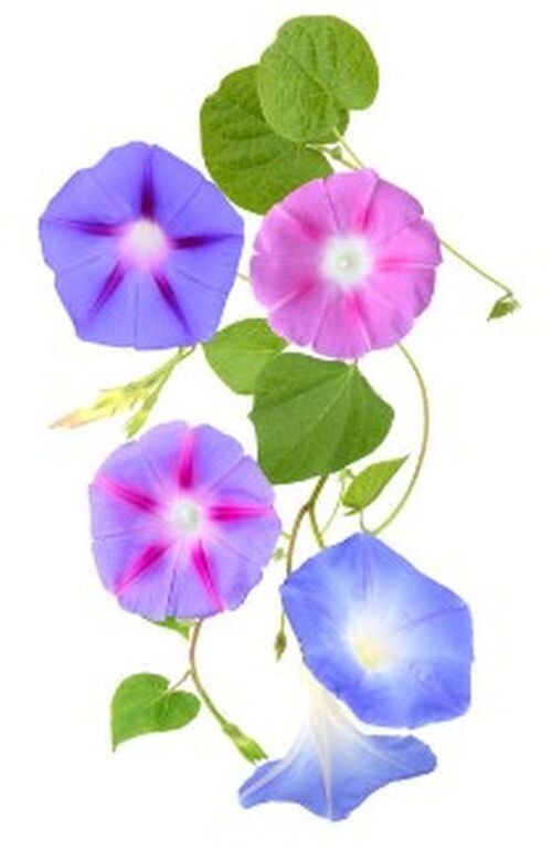 20 Morning GLORY Multi Color Flower Seeds Ascends up Trellis Fragrant Flower