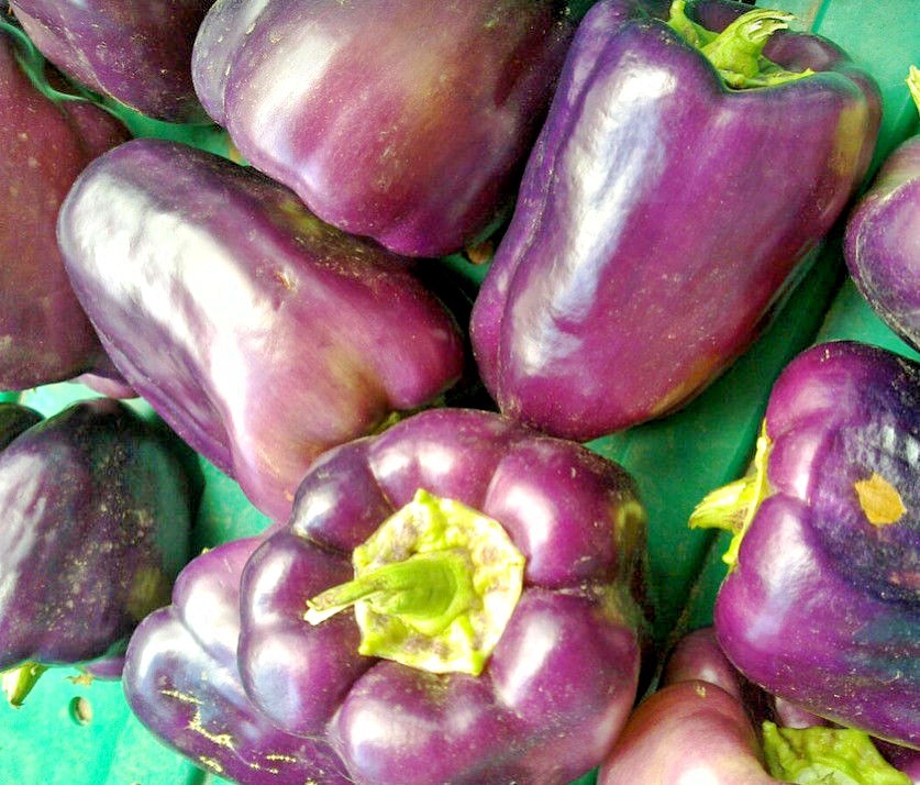 101+PURPLE Beauty Sweet BELL PEPPER Seed Organic Vegetable Garden Container Easy