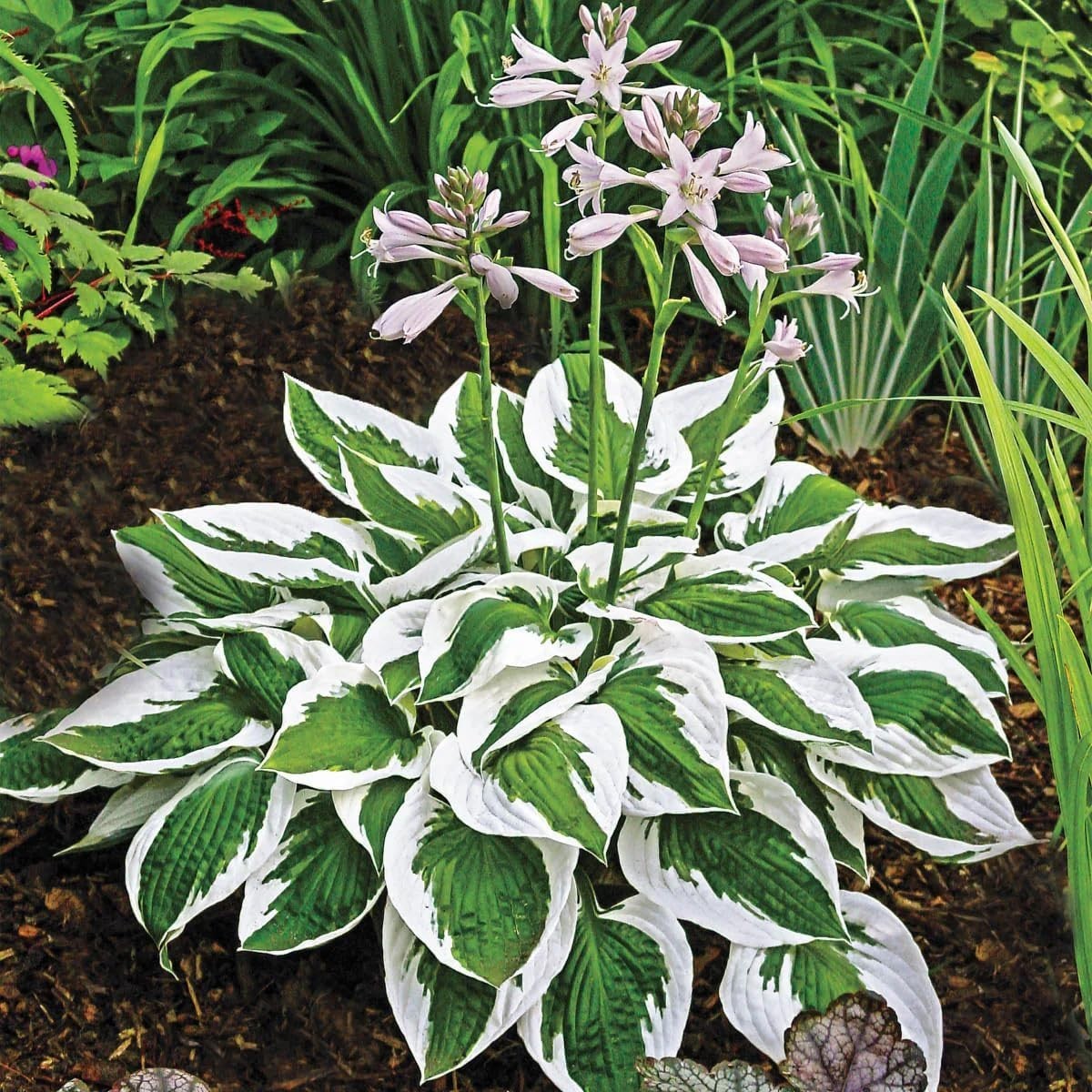 290+ PERMIUM Giant Hosta Seeds for Planting Indoor Outdoor-Non GMO Heirloom …