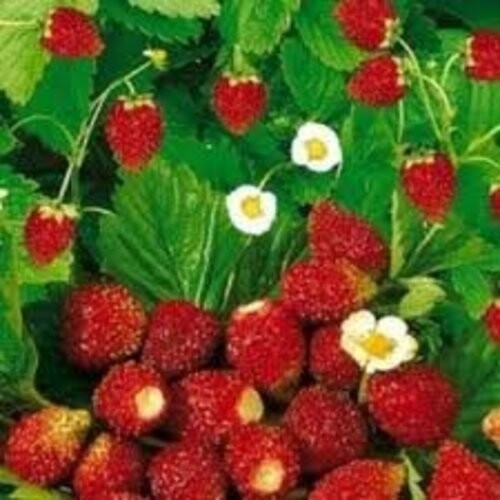 Strawberry Alpine Regina Great Heirloom Vegetable By Seed Kingdom 40 Seeds