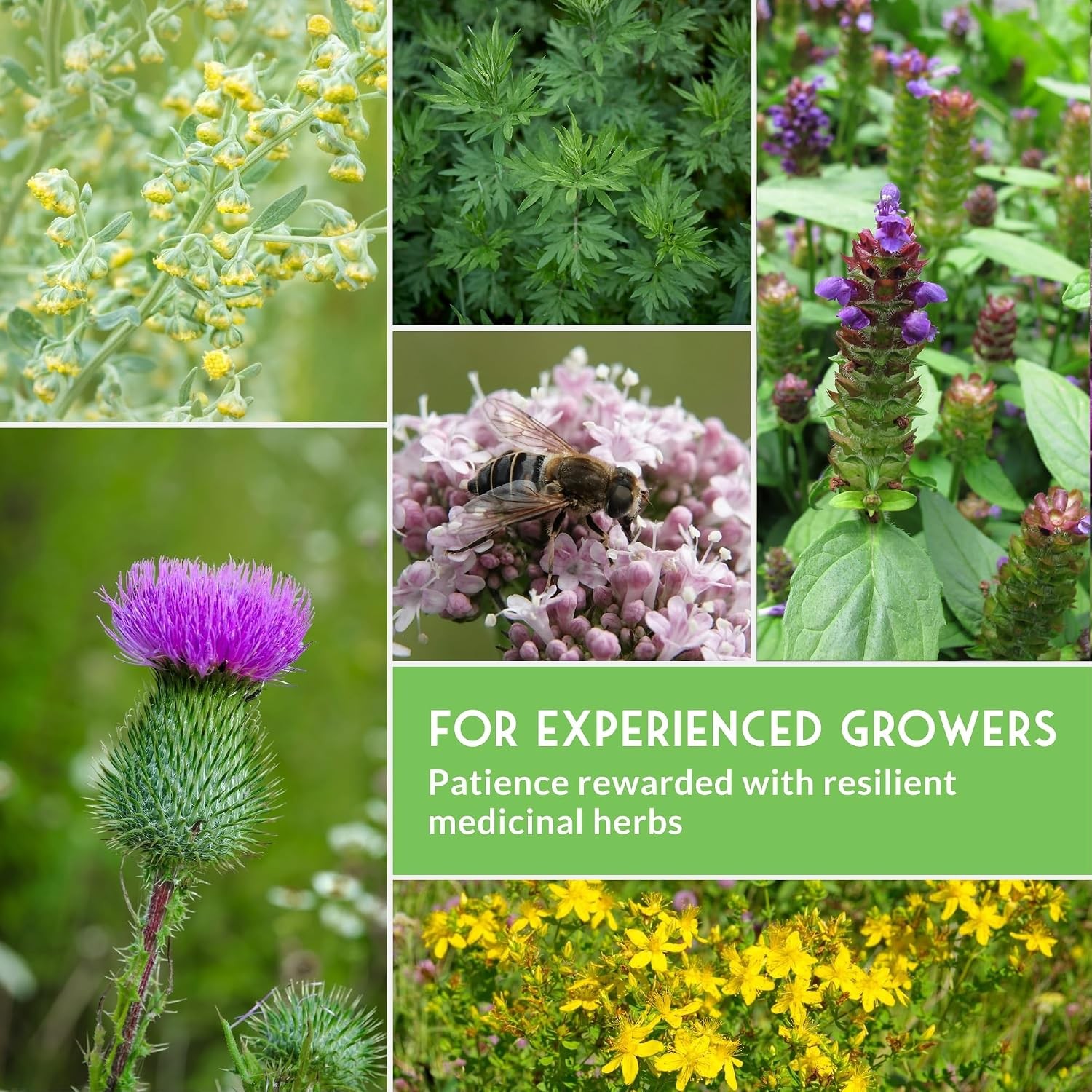 Advanced Medicinal Herb Seeds Collection – Variety Pack for Planting with Planta