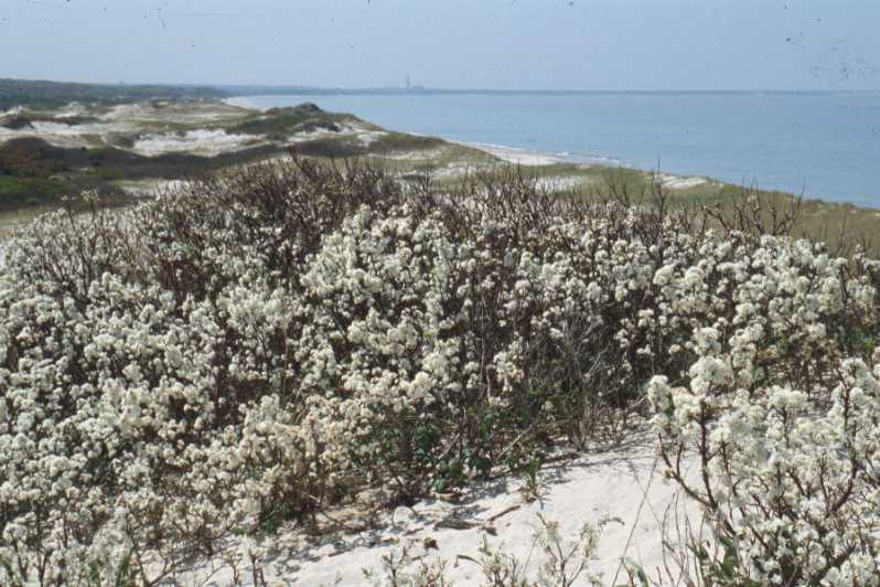 Beach Plum, Prunus maritima, Shrub Seeds