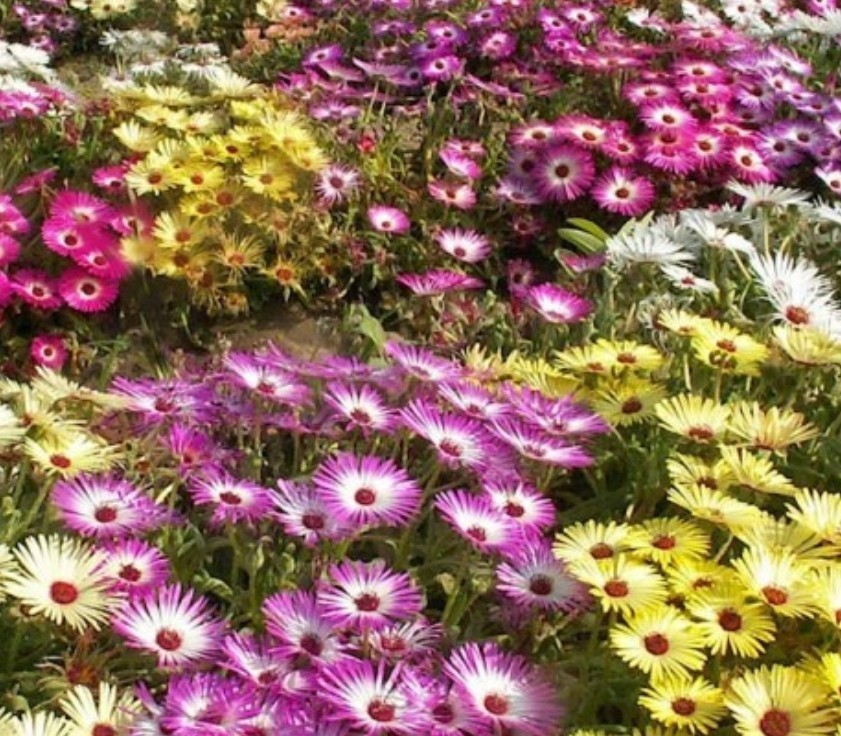 1500+ Ice Plant Seeds **Fresh Seeds ** ~~Free Shipping~~