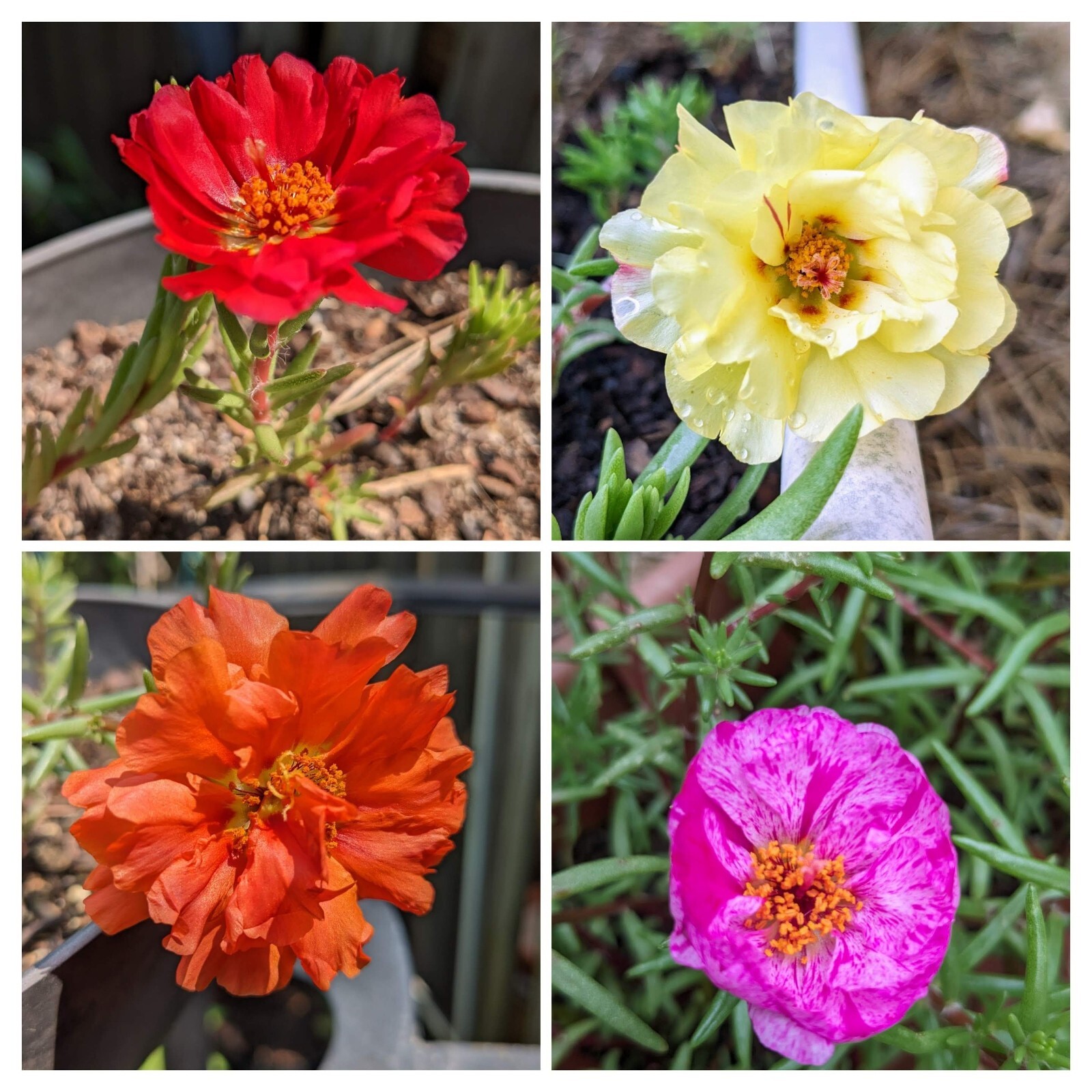 1000+ Moss Rose Double Mix Portulaca grandiflora button rose 150mg seeds
