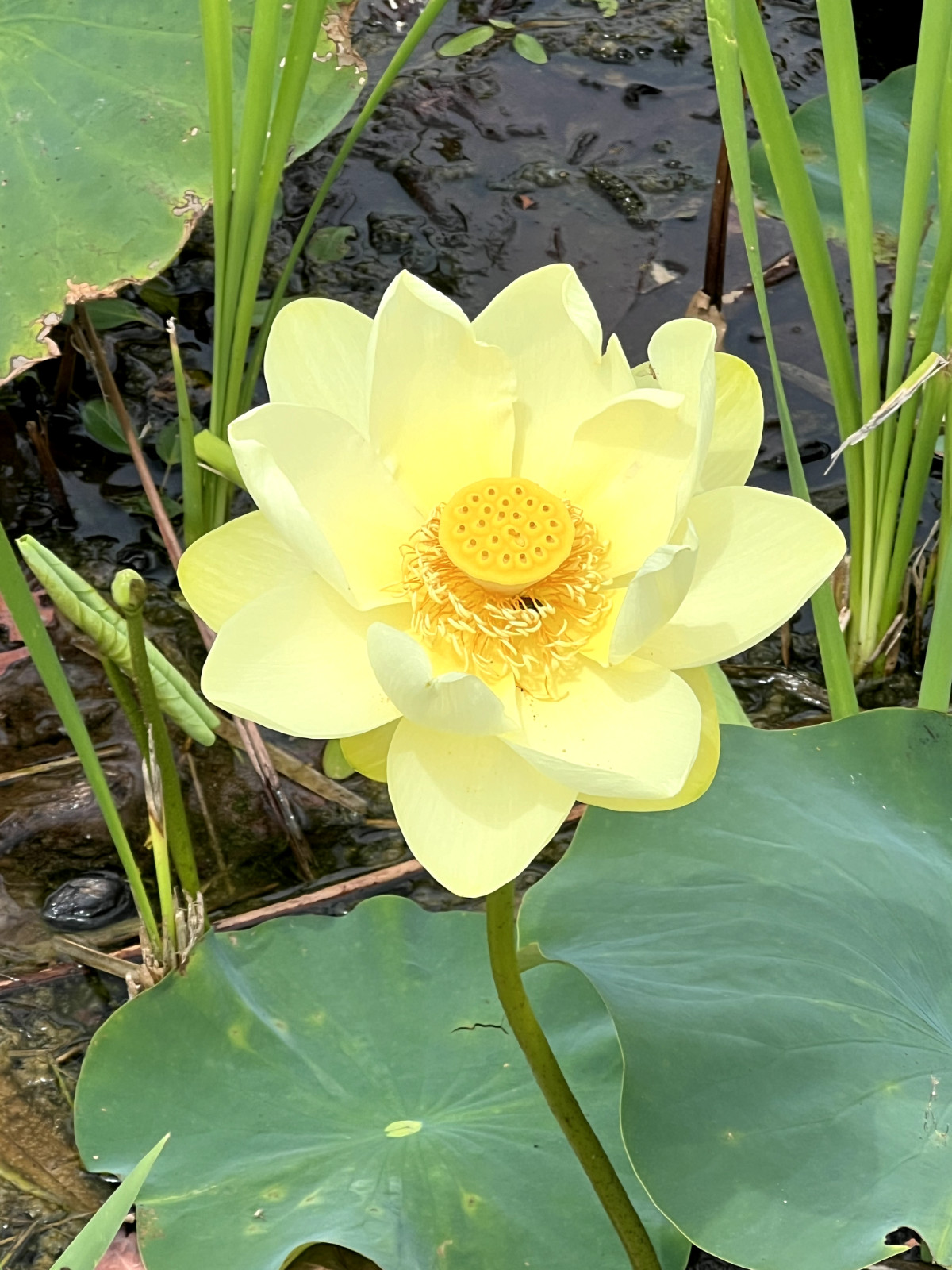 10 Seeds Yellow Lotus Flower Seeds American Water Lily for Pots or Pond