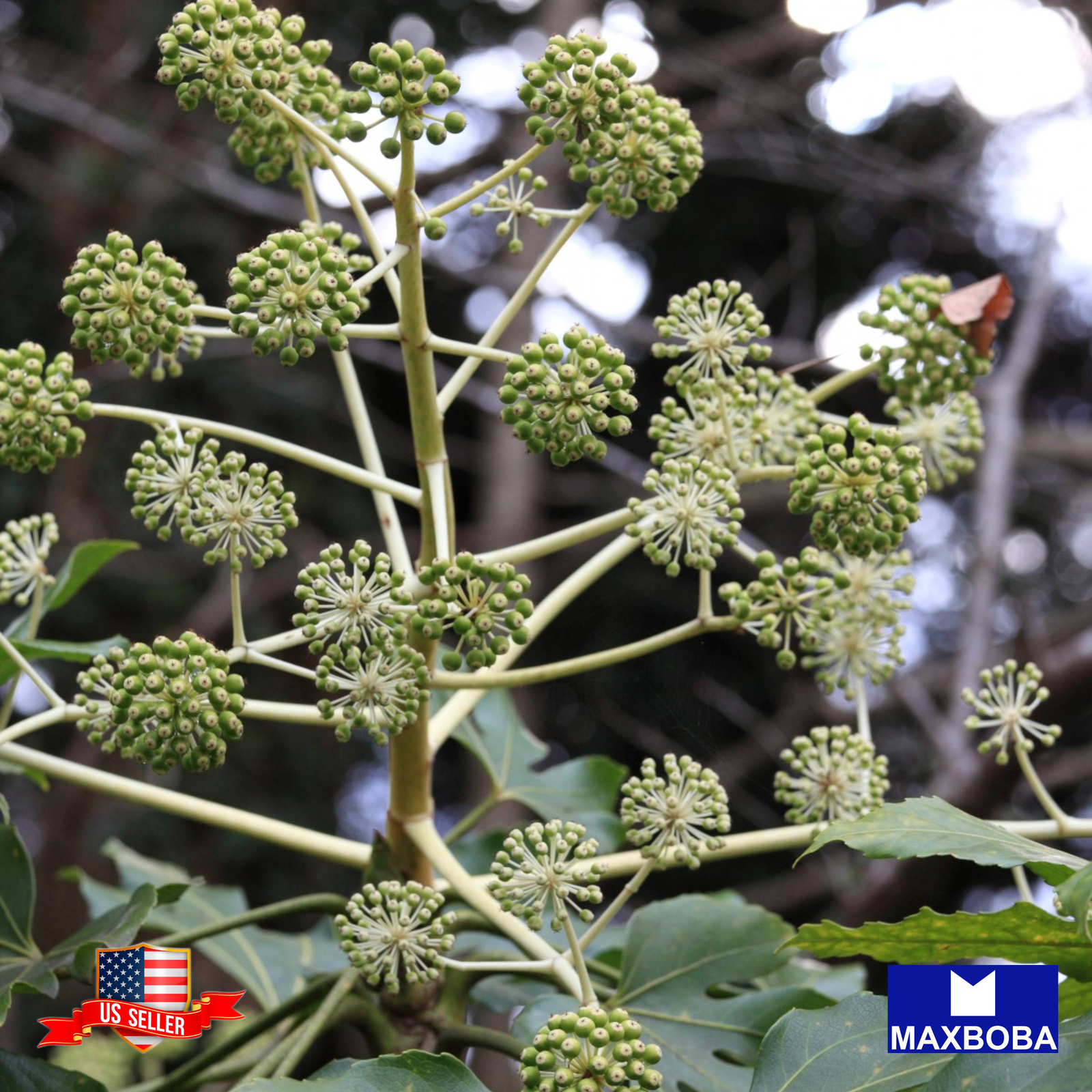 Angelica Herb Seeds Non-GMO Heirloom