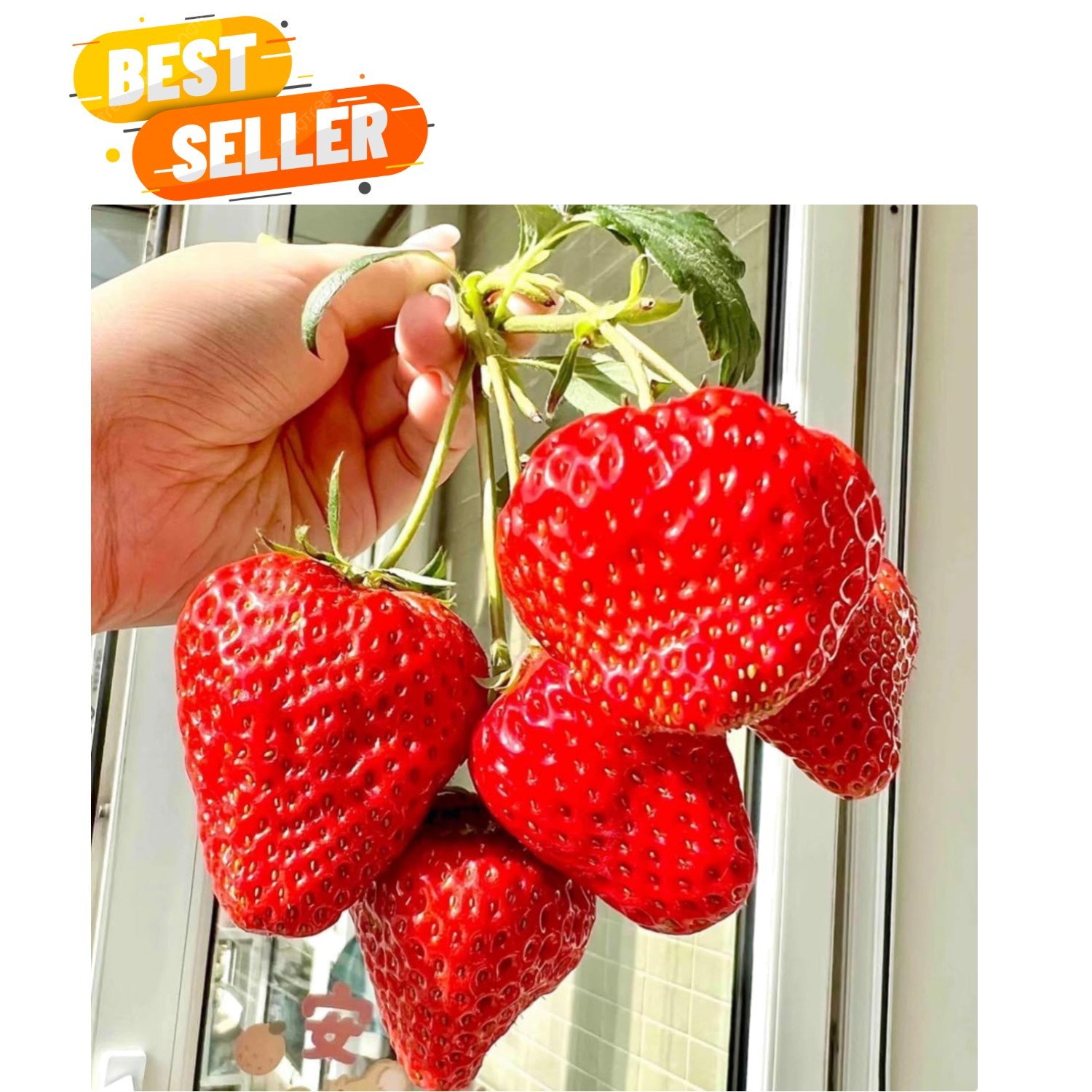 300+ GMO-Free Strawberry Seeds – Sweet, Delicious, & Pet Friendly for Planting
