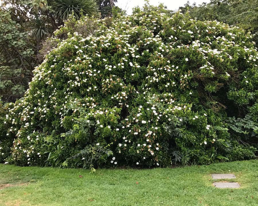 Gardenia Thunbergia aka Wild Gardenia 5 Seeds Free Shipping!
