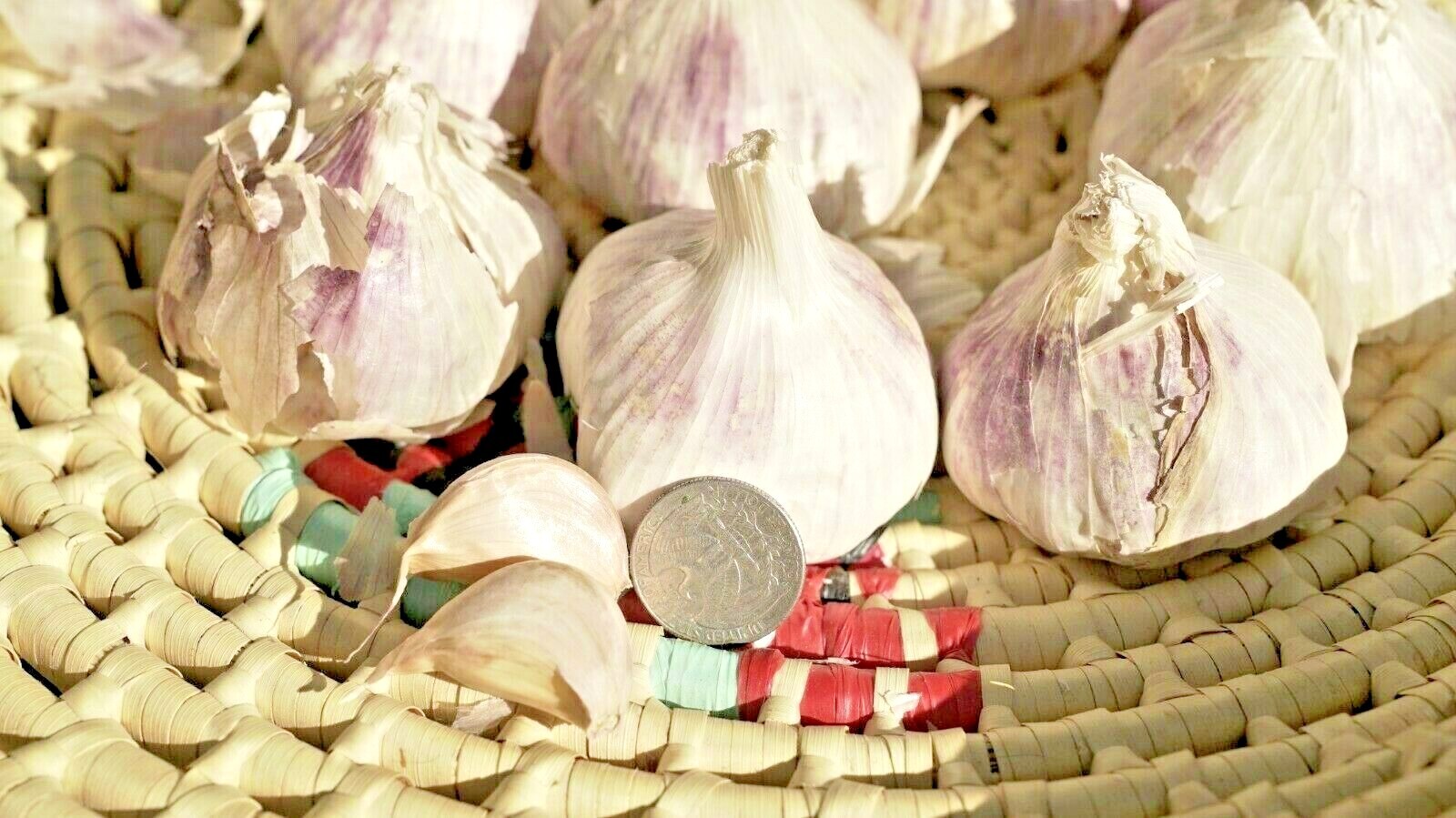 Organic GARLIC bulbs 10lbs • 5 VARIETIES Chesnok Music Italian German Russian