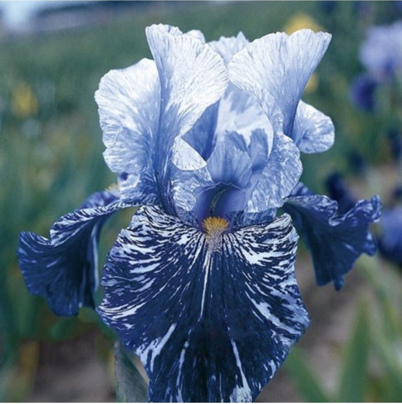 US Seller Multi-Varieties Iris Seeds, Heirloom Iris, Mixed seeds 25pcs/pack