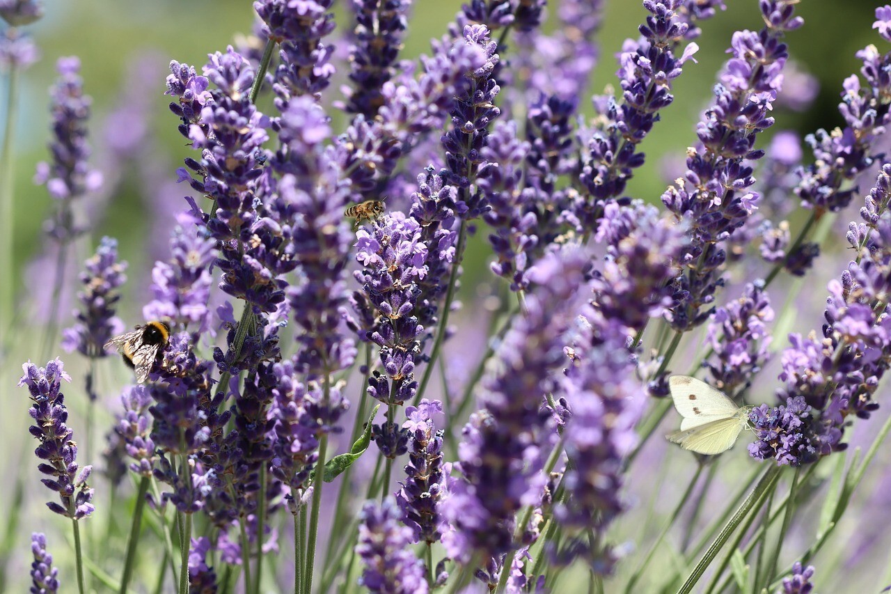 1200+ LAVENDER VERA SEEDS, MOSQUITO INSECT REPELLENT, PERENNIAL FLOWER