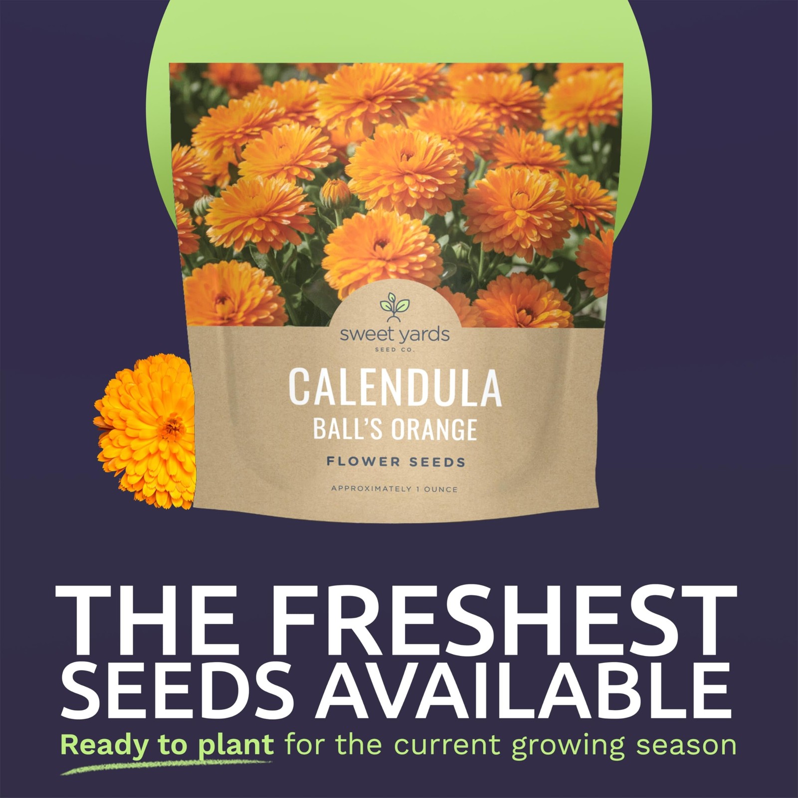 “Calendula Flower Seeds – 3,500 Count, Large 1 Ounce Packet for Planting”